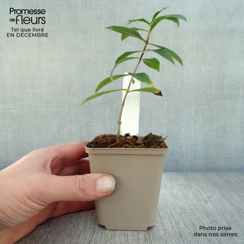 Phlox paniculata Monica Lynden Bell Vasetto da 8/9 cm esemplare consegnato in inverno