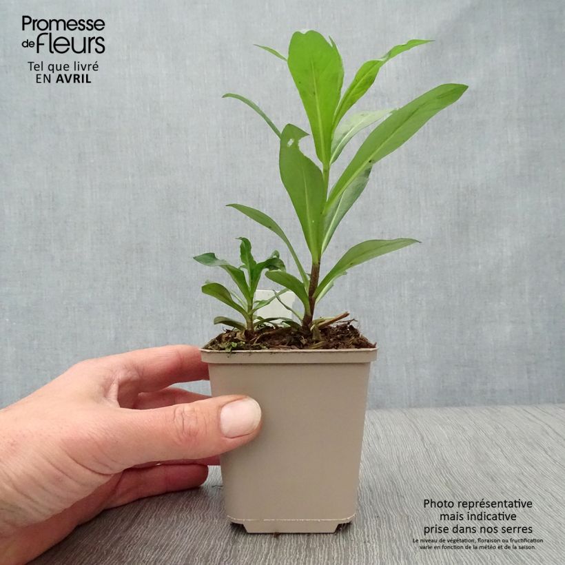 Phlox paniculata Monica Lynden Bell Vasetto da 8/9 cm esemplare consegnato in primavera