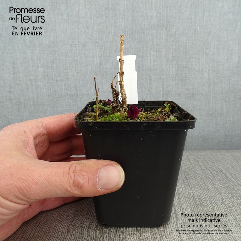 Phlox paniculata Olympus Vasetto da 8/9 cm esemplare consegnato in inverno