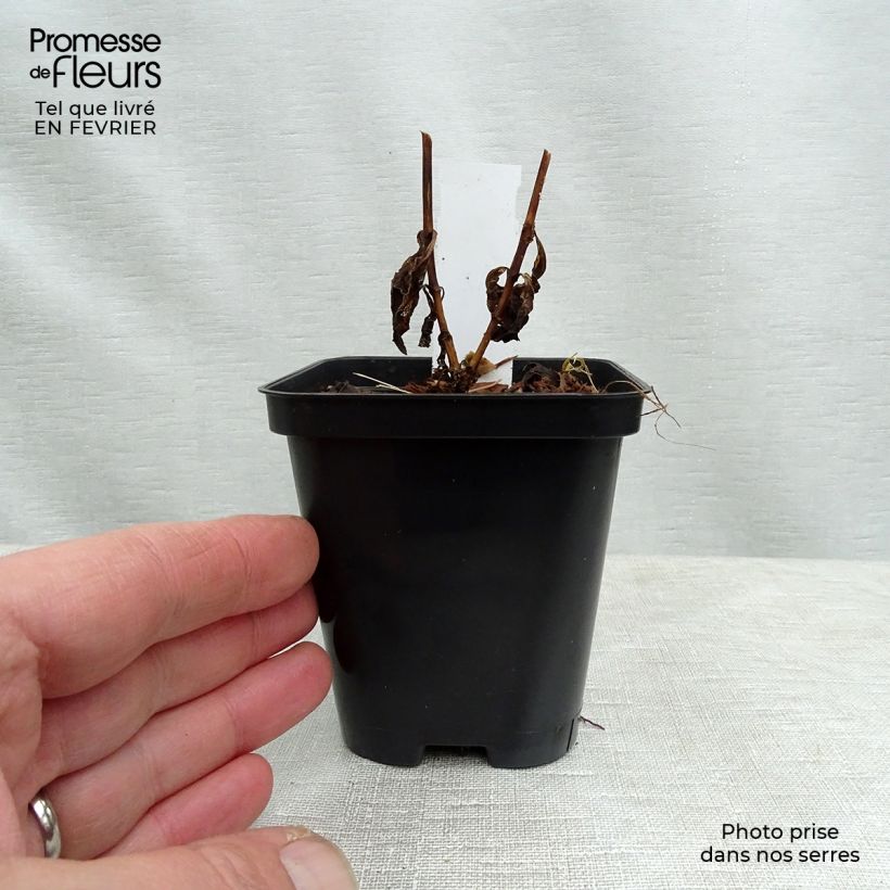 Phlox paniculata Orange Perfection Vasetto da 7/8 cm esemplare consegnato in inverno