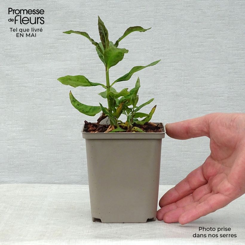 Phlox paniculata Orange Perfection Vasetto da 7/8 cm esemplare consegnato in primavera