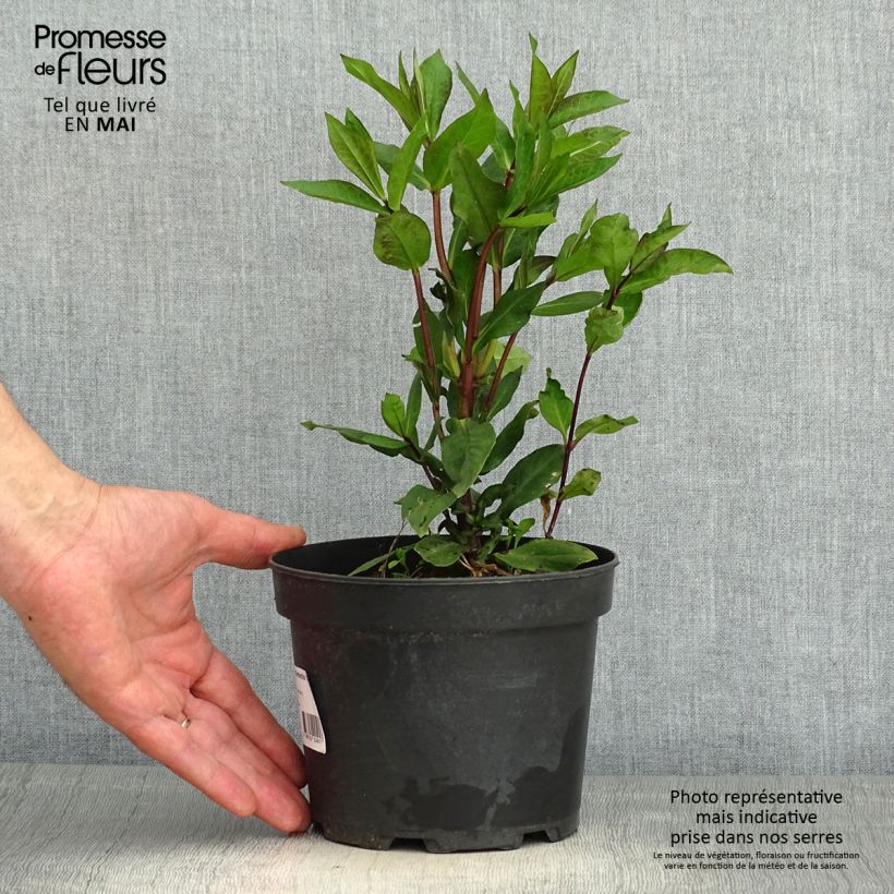 Phlox paniculata Orange Perfection Vaso da 2L/3L esemplare consegnato in primavera