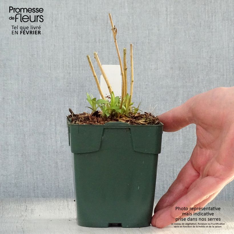 Phlox paniculata Peppermint Twist Vasetto da 8/9 cm esemplare consegnato in inverno