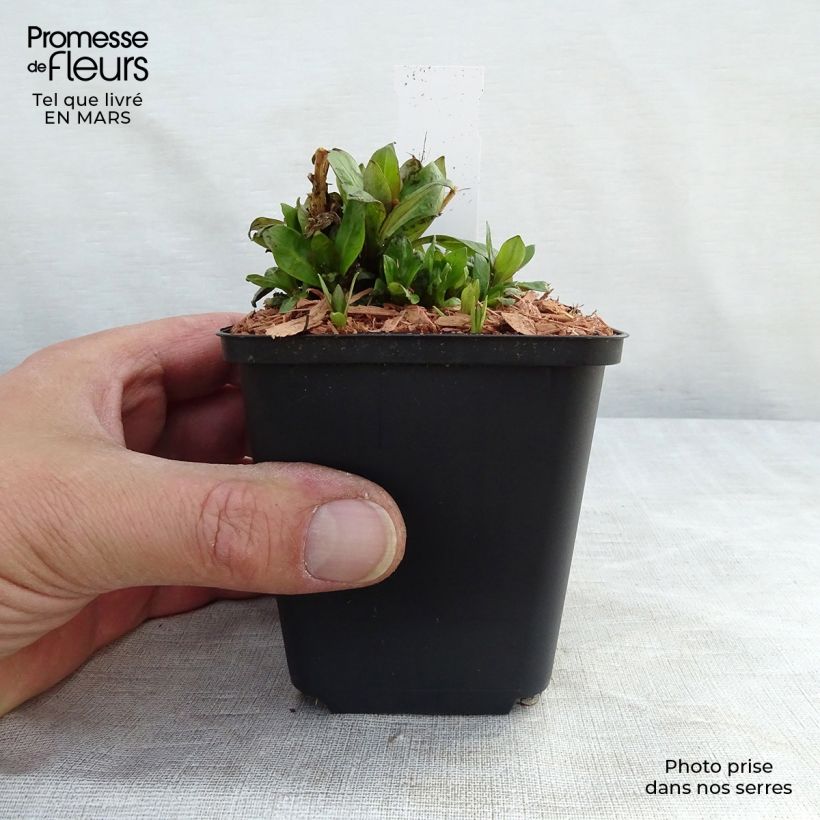 Phlox paniculata Purple Eye Flame Vasetto da 8/9 cm esemplare consegnato in primavera