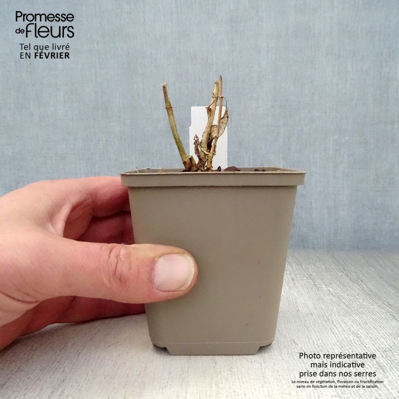 Phlox paniculata Purple Flame Vasetto da 8/9 cm esemplare consegnato in inverno