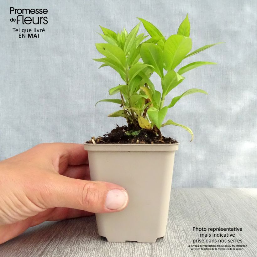 Phlox paniculata Purple Flame Vasetto da 8/9 cm esemplare consegnato in primavera