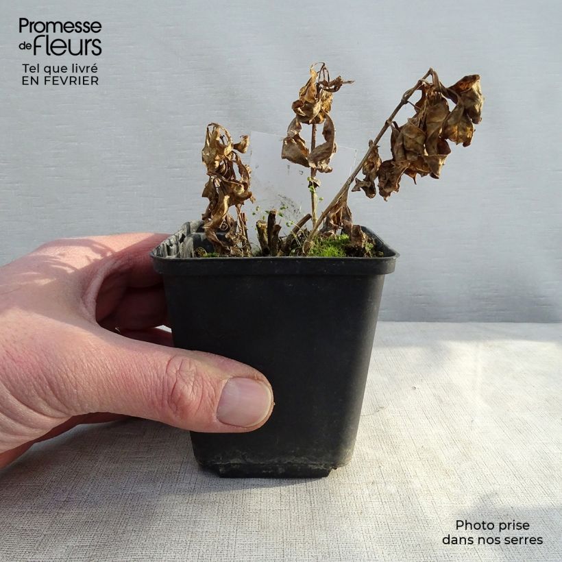 Phlox paniculata Red Flame Vasetto da 8/9 cm esemplare consegnato in inverno