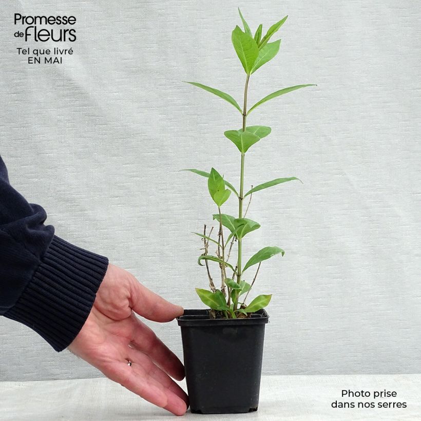 Phlox paniculata Rosa Pastel Vasetto da 8/9 cm esemplare consegnato in primavera