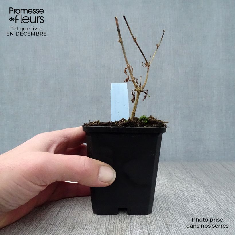 Phlox paniculata Rosa Pastel Vasetto da 8/9 cm esemplare consegnato in inverno