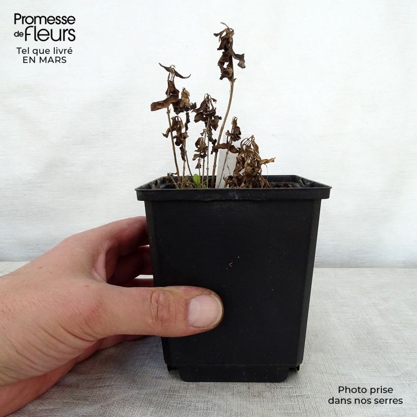 Phlox paniculata Sherbet Cocktail Vaso da Ø 10 cm/11 cm esemplare consegnato in primavera