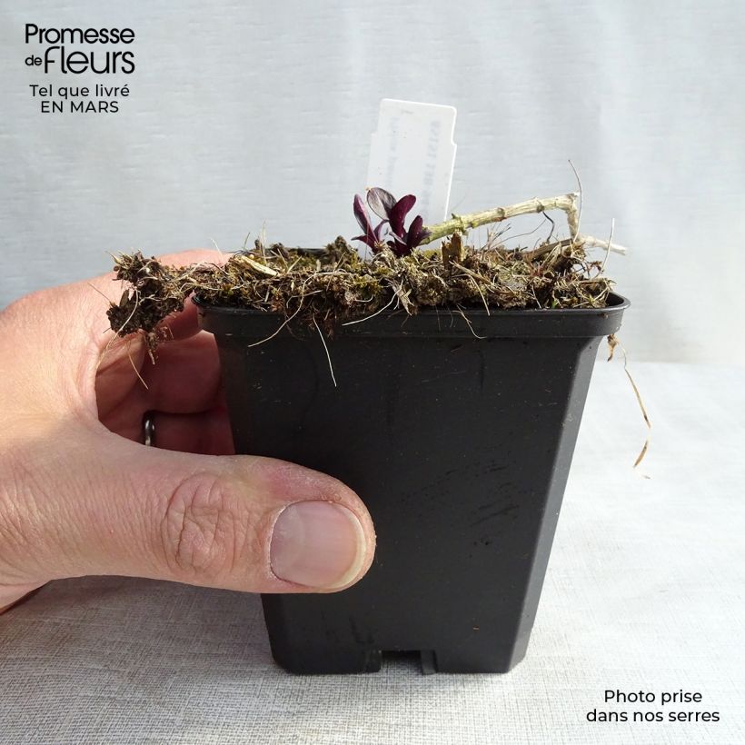 Phlox paniculata Starfire Vasetto da 8/9 cm esemplare consegnato in inverno