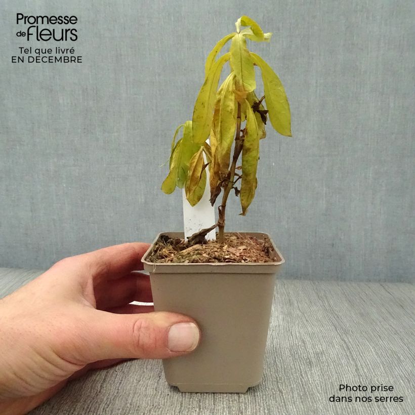 Phlox paniculata The King Vasetto da 8/9 cm esemplare consegnato in inverno