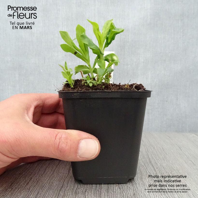 Phlox paniculata Tiara Vasetto da 8/9 cm esemplare consegnato in primavera