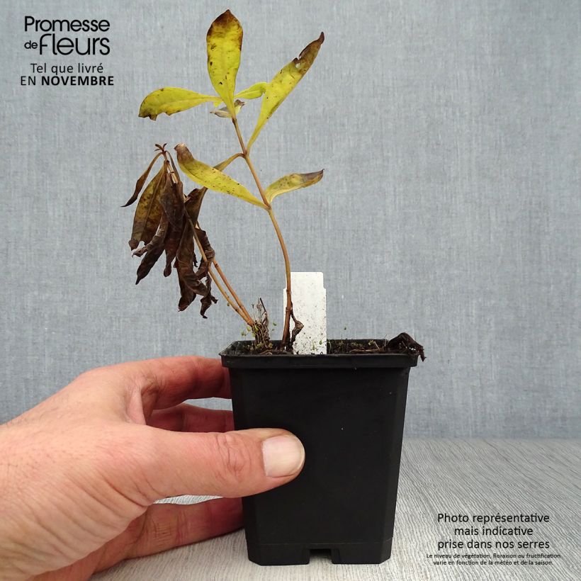 Esemplare di Phlox paniculata Uspech Vasetto da 8/9 cm come consegnato in autunno