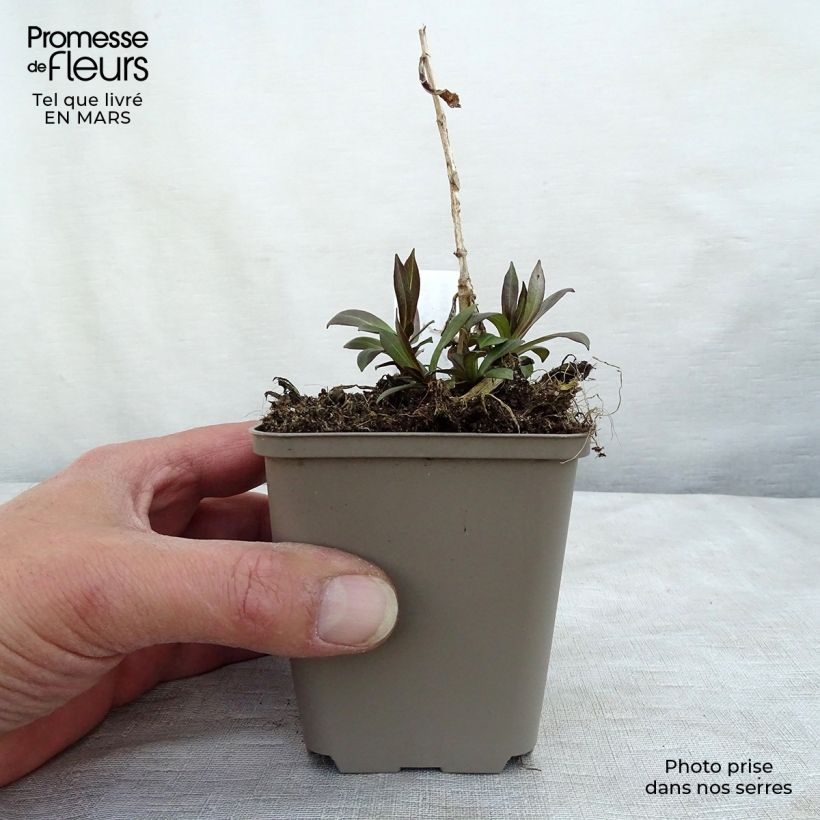 Phlox paniculata Uspech Vasetto da 8/9 cm esemplare consegnato in inverno