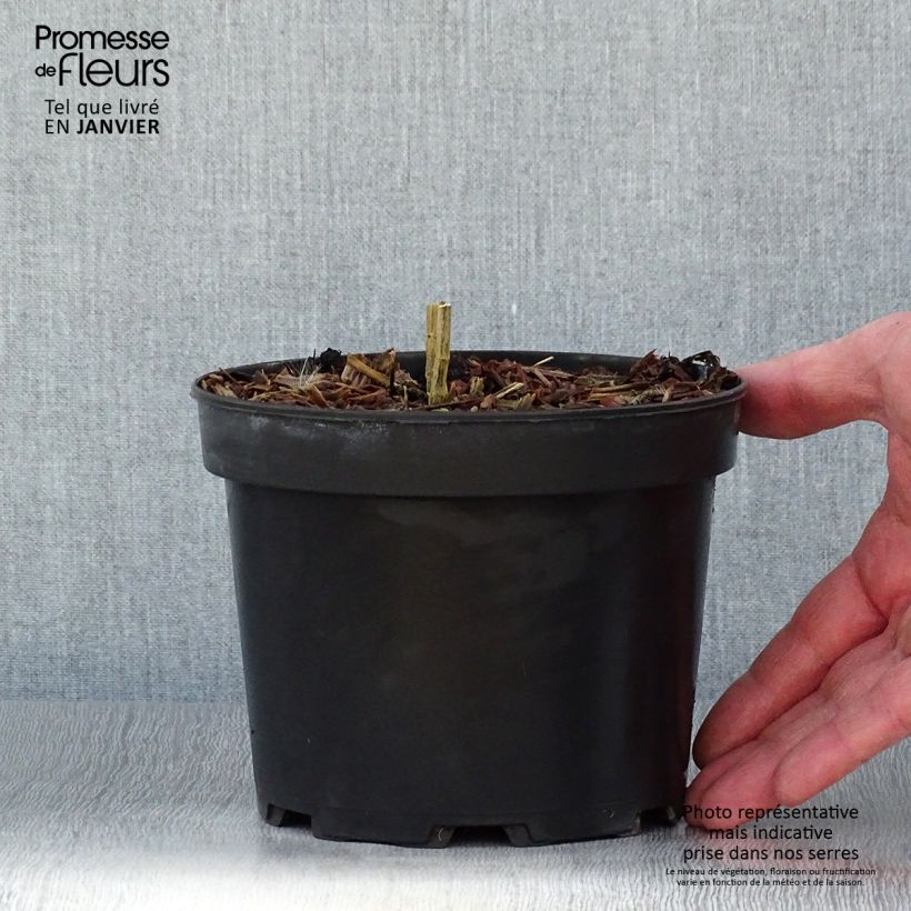 Phlox paniculata Uspech Vaso da 2L/3L esemplare consegnato in inverno