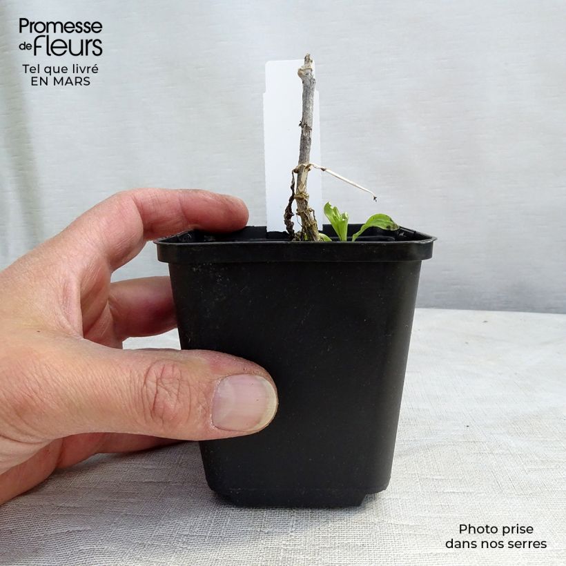 Phlox paniculata White Eye Flame Vasetto da 8/9 cm esemplare consegnato in primavera