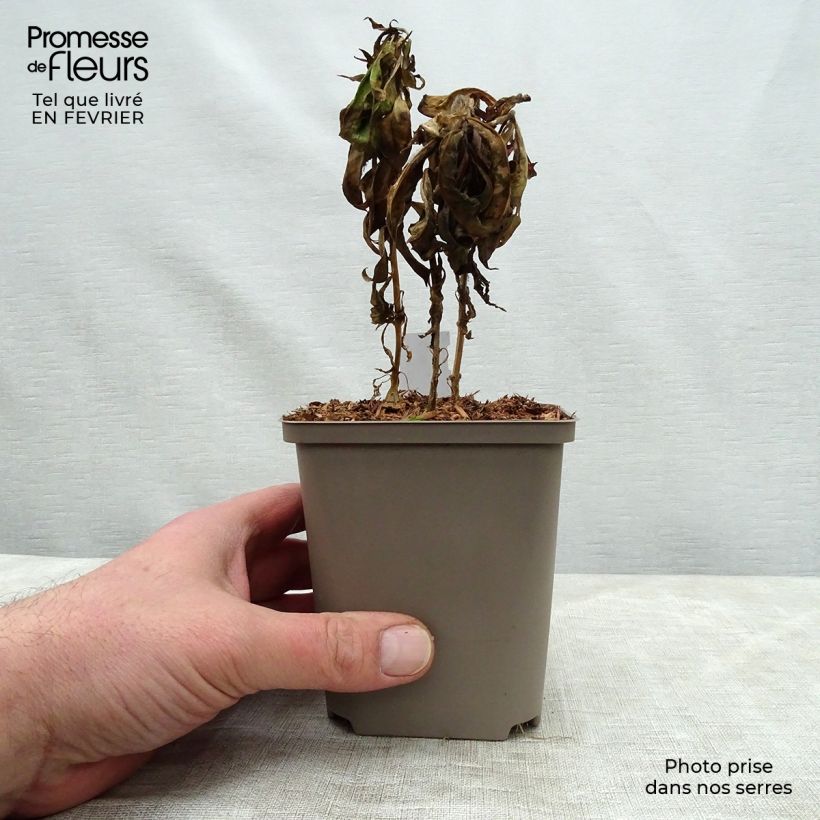 Phlox paniculata Windsor Vasetto da 7/8 cm esemplare consegnato in inverno