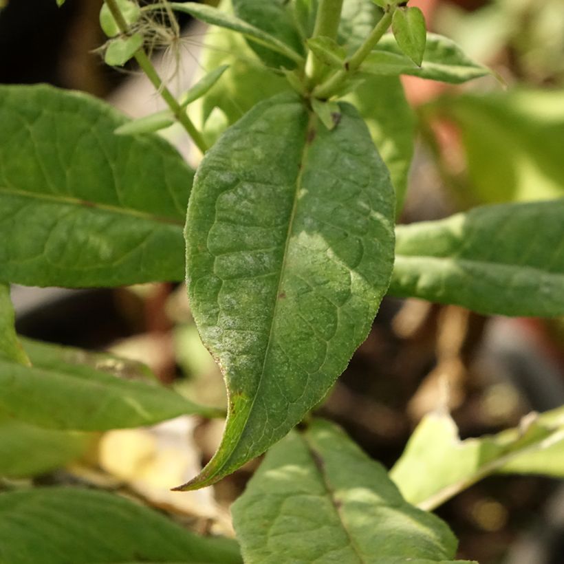 Phlox paniculata Younique Bicolor (Fogliame)