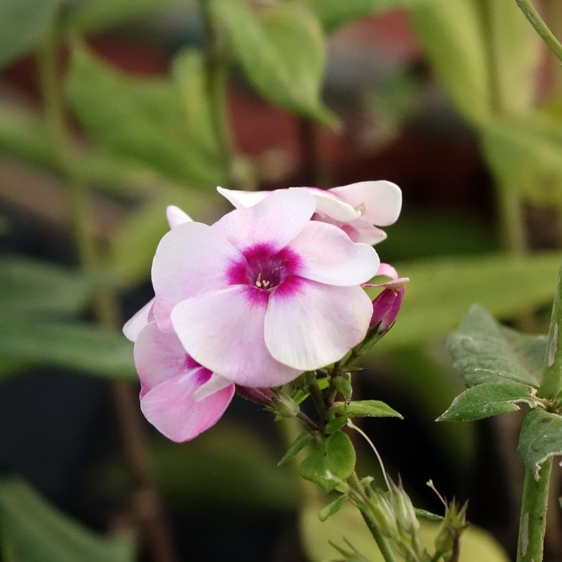 Phlox paniculata Younique Bicolor (Fioritura)