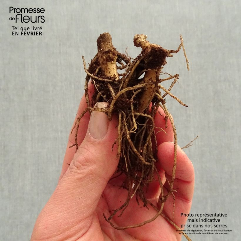 Phlox paniculata Younique Orange Piante piccole a radice nuda esemplare consegnato in inverno