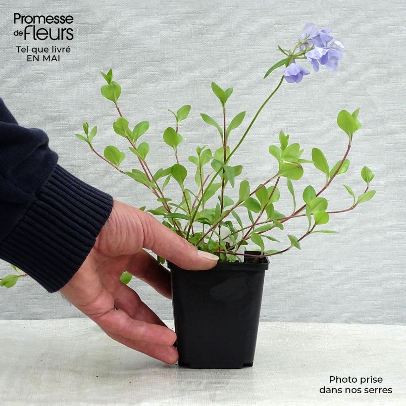 Phlox stolonifera Blue Ridge - Phlox strisciante Vasetto da 8/9 cm esemplare consegnato in primavera