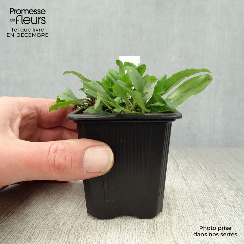 Phlox stolonifera Blue Ridge - Phlox strisciante Vasetto da 8/9 cm esemplare consegnato in inverno