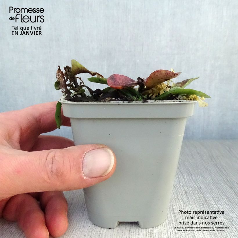 Phlox stolonifera Home Fires - Phlox strisciante Vasetto da 8/9 cm esemplare consegnato in inverno