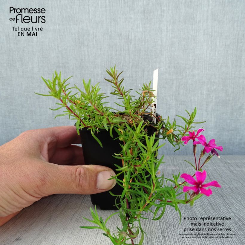 Phlox subulata Atropurpurea - Muscio rosa Vasetto da 8/9 cm esemplare consegnato in primavera