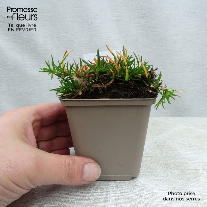 Phlox subulata Cushion Blue - Muscio rosa Vasetto da 8/9 cm esemplare consegnato in inverno