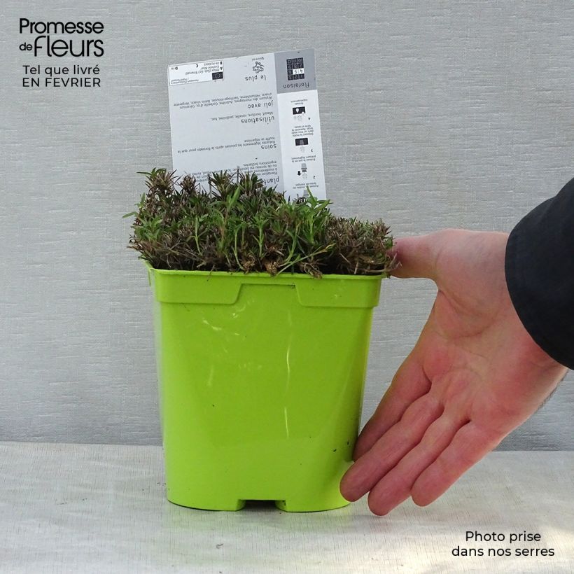 Phlox subulata Cushion Blue - Muscio rosa Vaso da 2L/3L esemplare consegnato in inverno