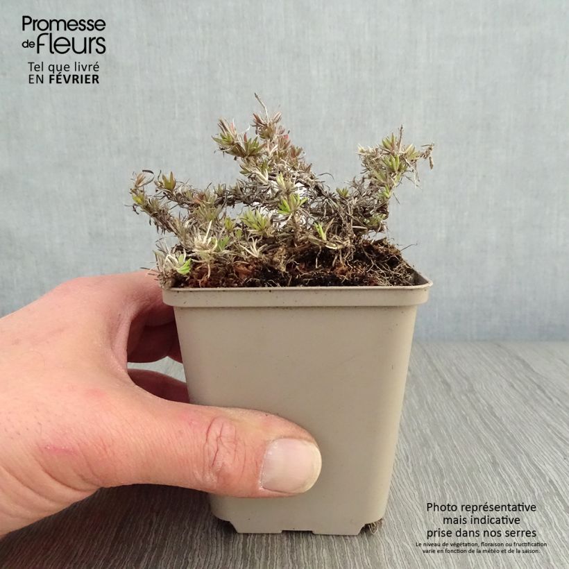 Phlox subulata McDaniel's Cushion - Muscio rosa Vasetto da 8/9 cm esemplare consegnato in inverno