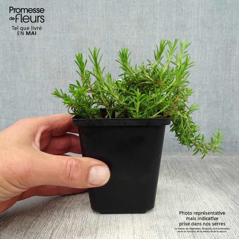 Phlox subulata McDaniel's Cushion - Muscio rosa Vasetto da 8/9 cm esemplare consegnato in primavera