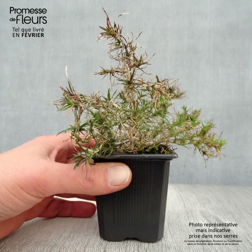 Phlox subulata Purple Beauty - Muscio rosa Vasetto da 8/9 cm esemplare consegnato in inverno