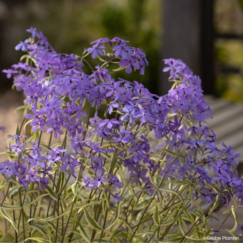 Phlox divaricata Blue Ribbons (Fioritura)
