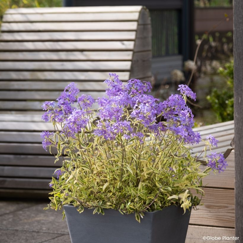 Phlox divaricata Blue Ribbons (Porto)
