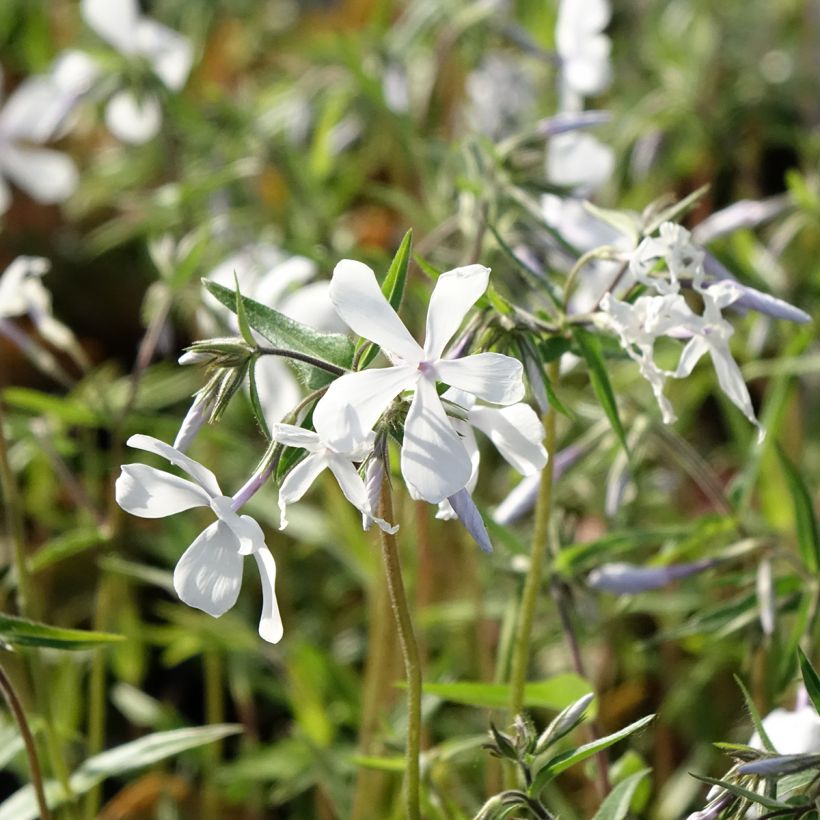 Phlox divaricata May Breeze (Fioritura)