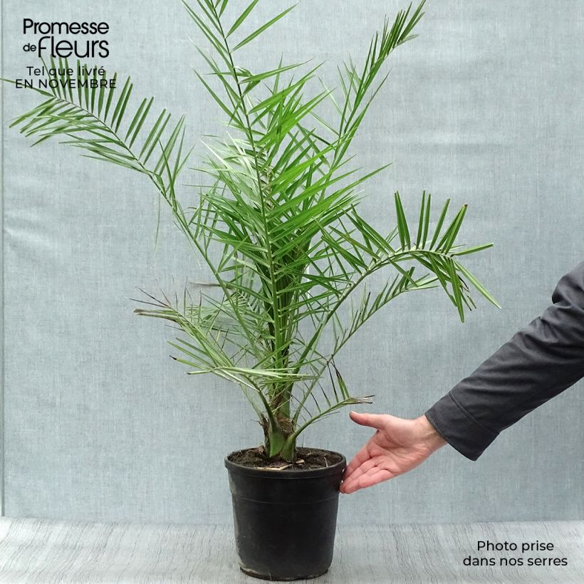 Esemplare di Phoenix canariensis - Palma delle Canarie Vaso da 6L/7L come consegnato in autunno