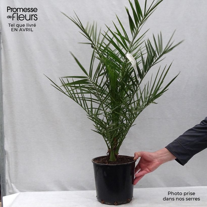Phoenix canariensis - Palma delle Canarie Vaso da 6L/7L esemplare consegnato in primavera