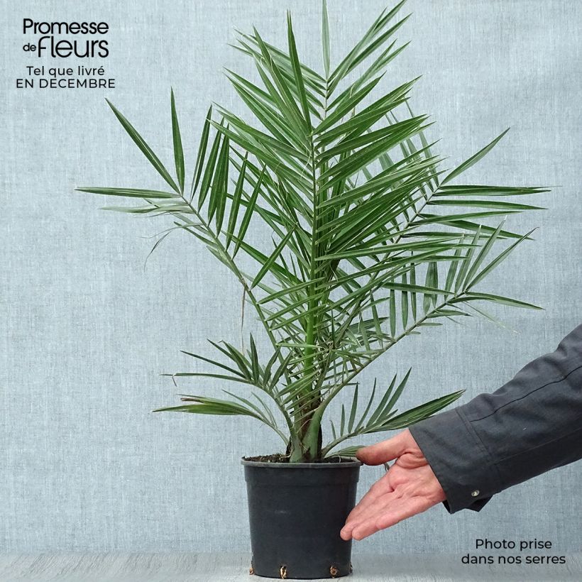 Phoenix canariensis - Palma delle Canarie Vaso da 1L/1,5L esemplare consegnato in inverno