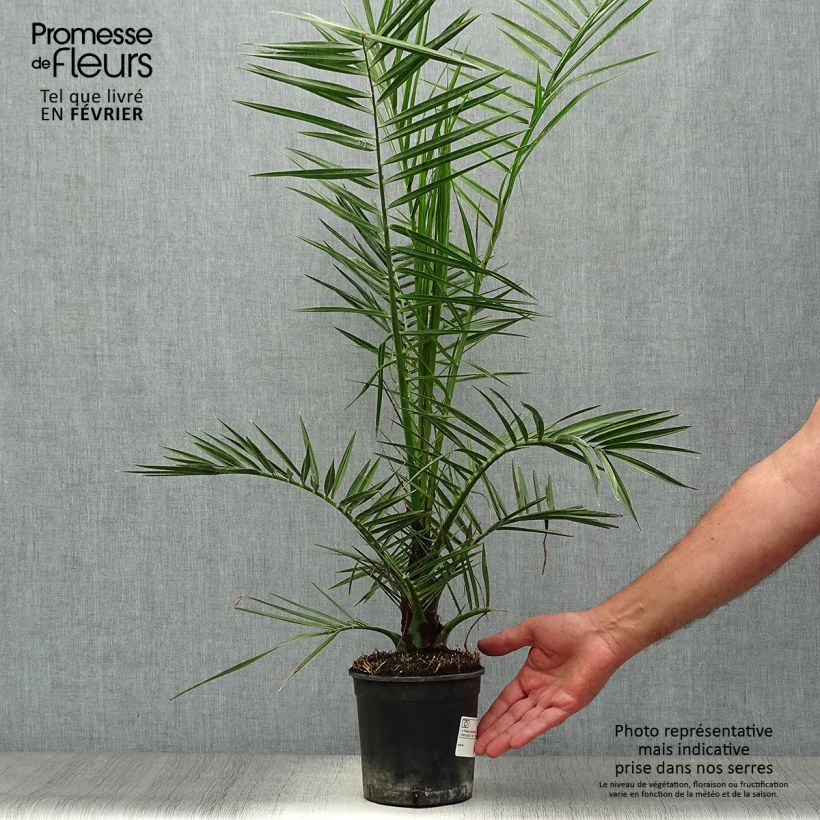 Esemplare di Phoenix canariensis - Palma delle Canarie Vaso da 1L/1,5L come consegnato in autunno
