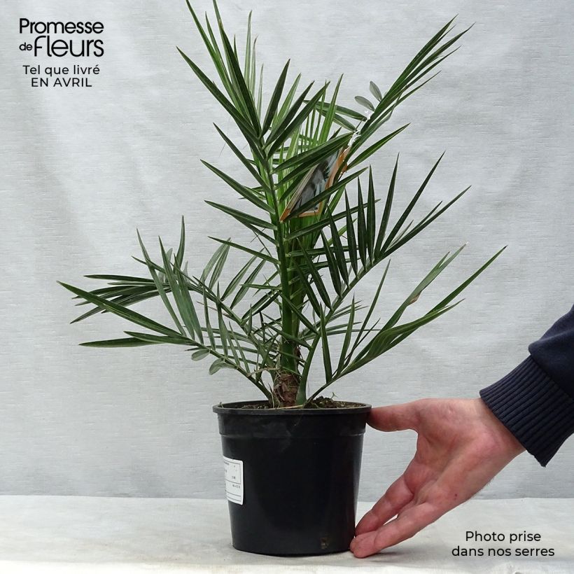 Phoenix canariensis - Palma delle Canarie Vaso da 1L/1,5L esemplare consegnato in primavera