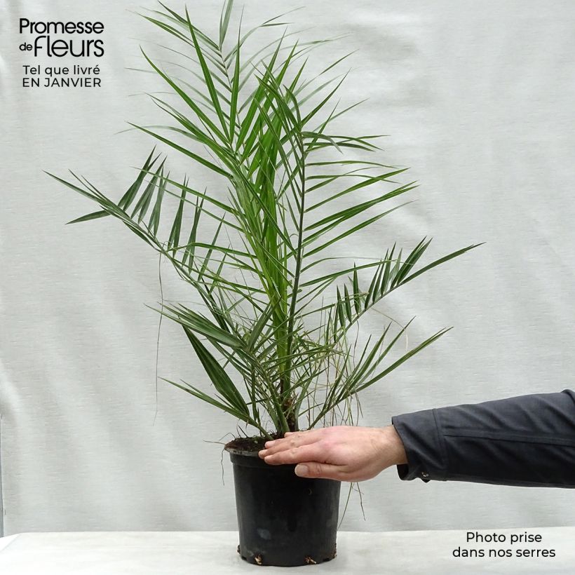 Phoenix canariensis - Palma delle Canarie Vaso da 3L/4L esemplare consegnato in inverno