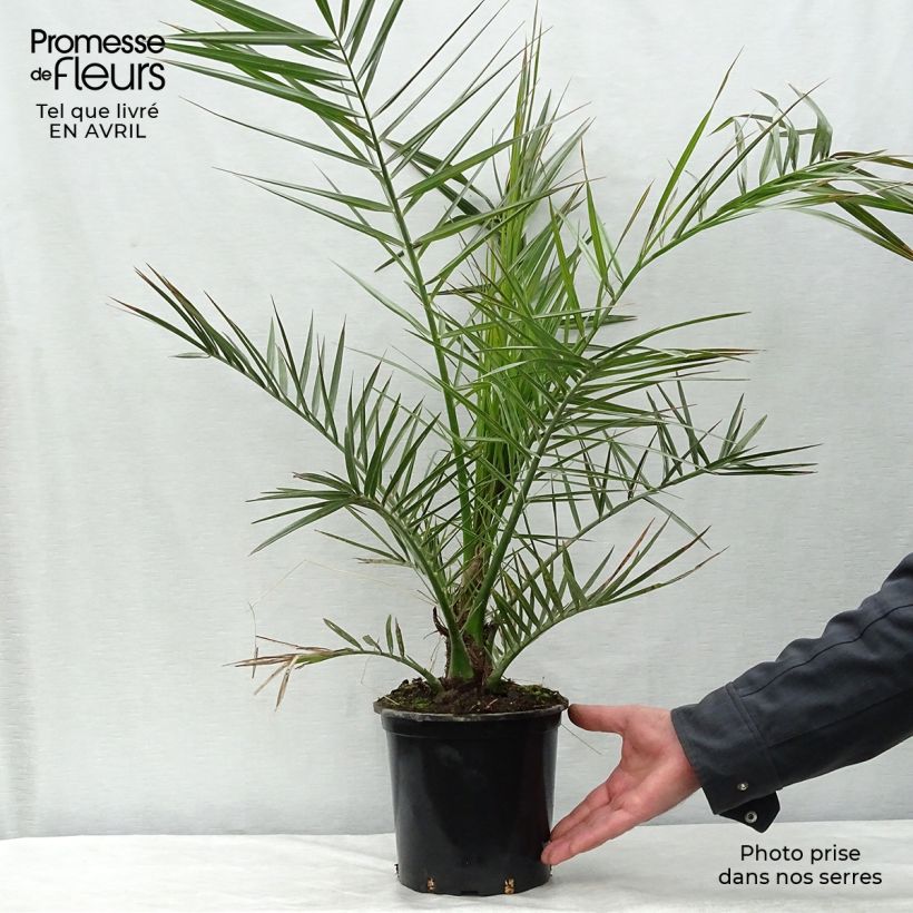 Phoenix canariensis - Palma delle Canarie Vaso da 3L/4L esemplare consegnato in primavera