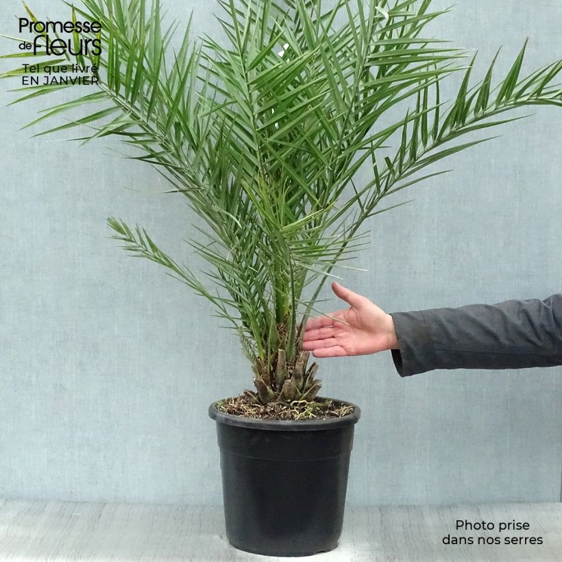 Phoenix dactylifera - Palma da datteri Vaso da 7,5L/10L esemplare consegnato in inverno