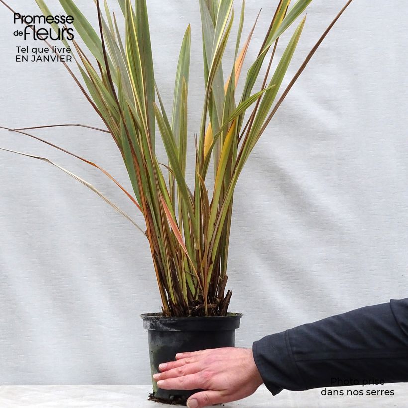Phormium Alison Blackman - Lino della Nuova Zelanda Vaso da 3L/4L esemplare consegnato in inverno