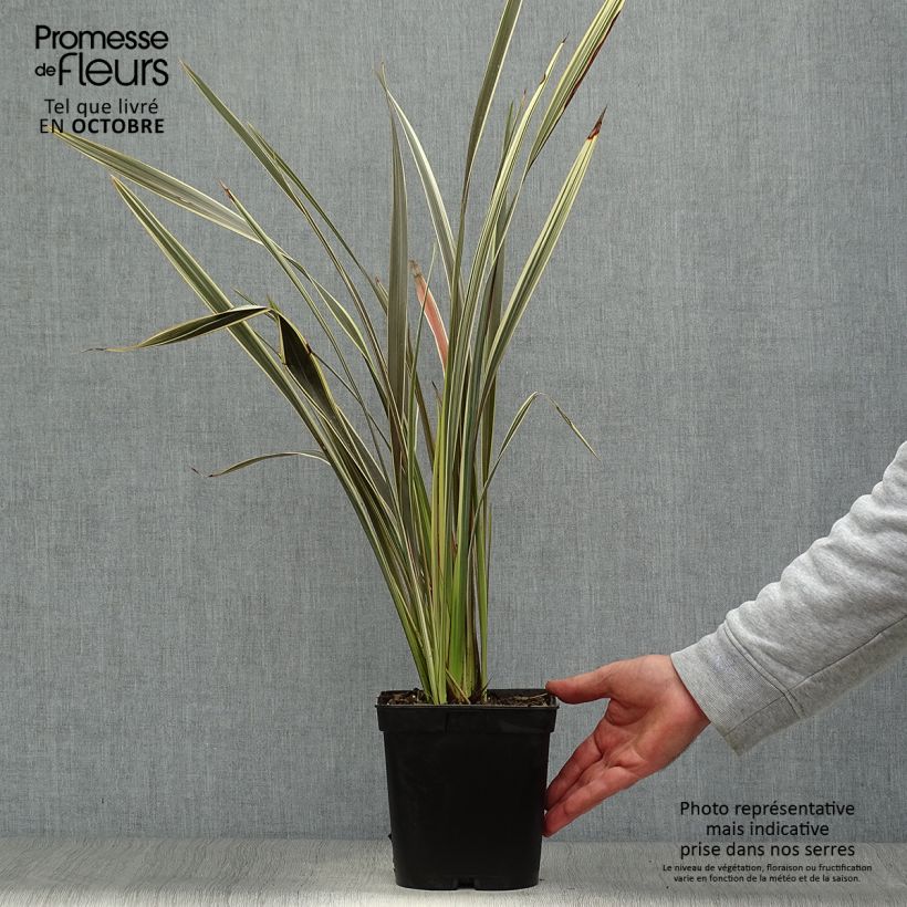 Esemplare di Phormium Alison Blackman - Lino della Nuova Zelanda Vaso da 3L/4L come consegnato in autunno