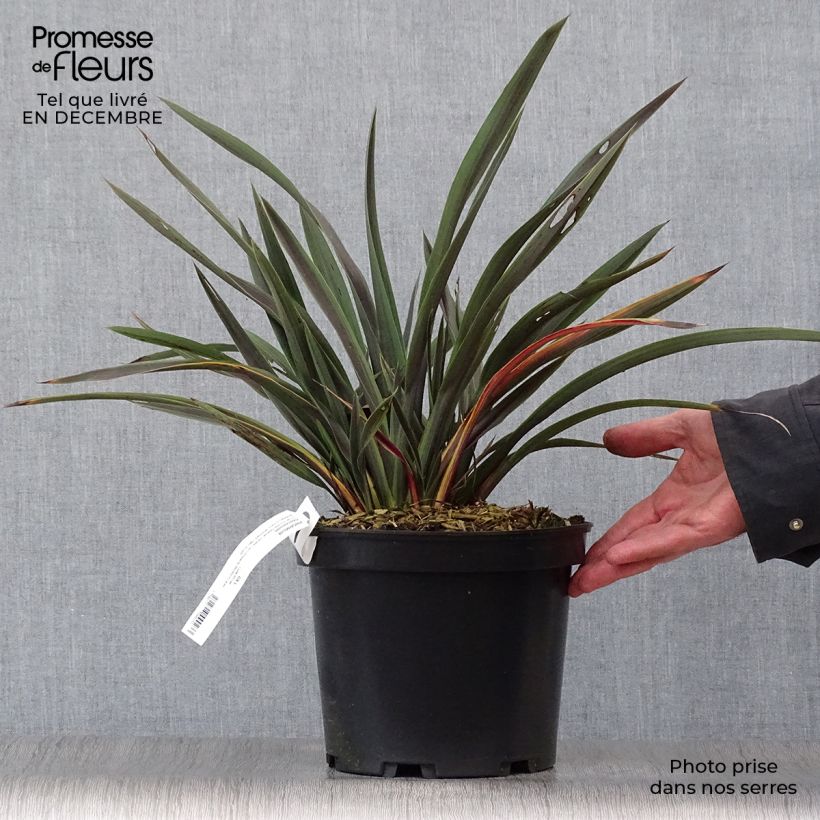 Phormium Chocomint - Lino della Nuova Zelanda Vaso da 3L/4L esemplare consegnato in inverno