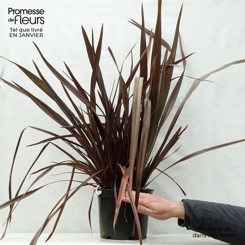 Phormium Dark Delight - Lino della Nuova Zelanda Vaso da 4L/5L esemplare consegnato in inverno