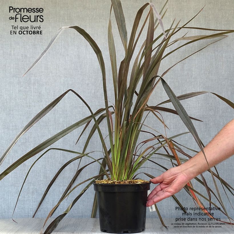 Esemplare di Phormium Dark Delight - Lino della Nuova Zelanda Vaso da 4L/5L come consegnato in autunno
